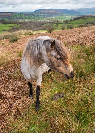 Welsh wild pony in the Brecon Beacons National park with Black mountains in the background. Wales, UK, Aprilの写真素材