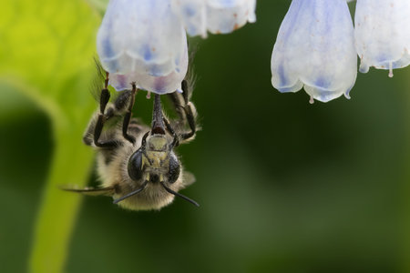 Male Hairy-footed flower bee (Anthophora plumipes) feeding on comfrey (Symphytum). Pollen on eyes,...
