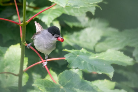 Male blackcap (Sylvia atricapilla) with red berry in its mouth during summer. Wales, UK, June