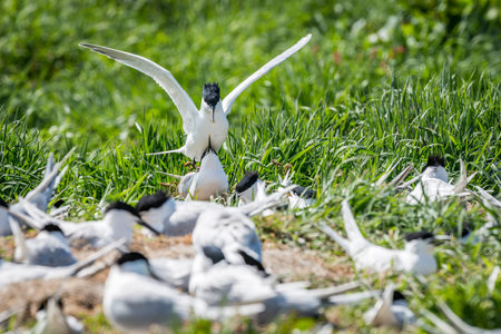 Two sandwich terns mating amongst the colony on a grassy shoreline. Farne Islands, UK, May