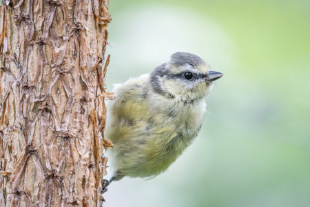 Young blue tit (Cyanistes caeruleus) perching on vertical Scots pine tree trunk, looking away. Wales, UK, Julyの写真素材