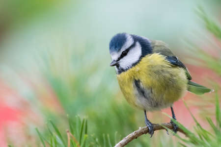 Blue tit perched on pine tree twig, red and green background. Wales, UK, November.の写真素材