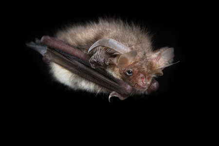 Brown long-eared bat (Plecotus auritus) on a black background. Halesworth, UK. Octoberの写真素材