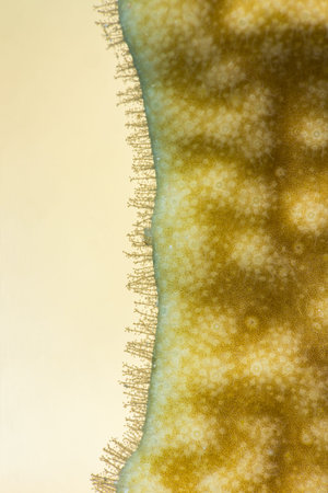 Fire coral cnidocytes macro