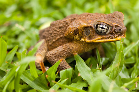 Cane toad in the grass. Dauin, Philippines