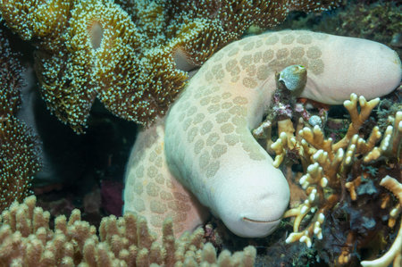 Granular sea star (Choriaster granulatus) on coral reef. Danjugan Island, Philippines.