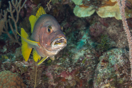 One Schoolmaster snapper with mouth open in front of coral reef, Bahamas. Caribbean. December