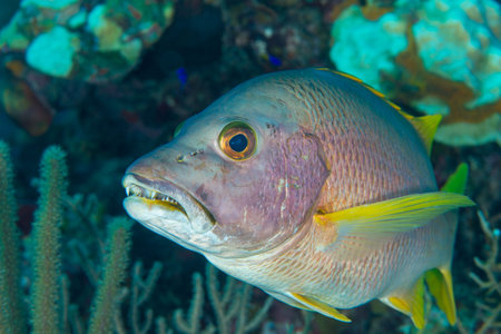 One Schoolmaster snapper portrait in front of coral reef, Bahamas. Caribbean. December