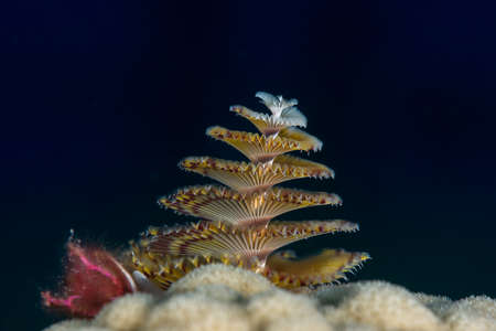 Christmas tree worm (spirobranchus giganteus) in the Bahamas against dark backrgound. Caribbean, Decemberの写真素材