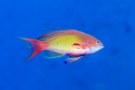 Close-up Profile of Lyretail Anthiasの写真素材