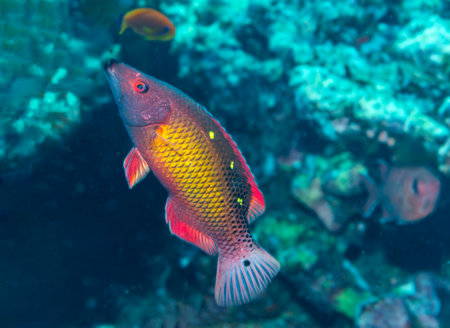 Dianas Hogfish in the Red Seaの写真素材
