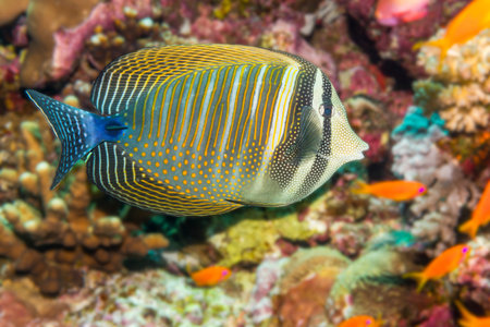 Sailfin Tang in the Red Sea