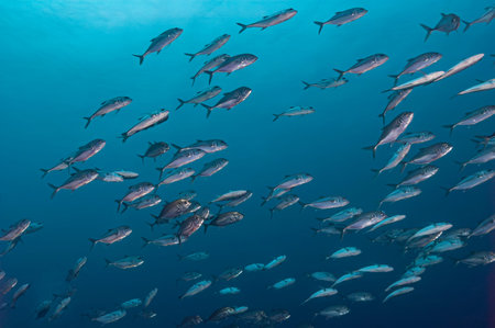 Spectacular Shoal of Bigeye Trevally in Sudanese Waters