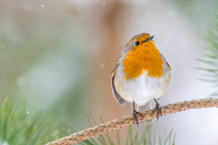 Curious Robin in Snowfall Brecon Beaconsの写真素材