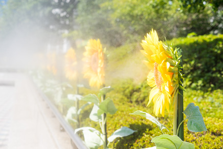 Sunflower with water splash against blue skyの写真素材