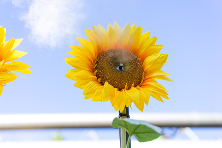 Sunflower with water splash against blue skyの写真素材