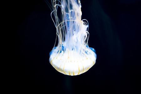 Colorful jellyfish on deep blueの写真素材