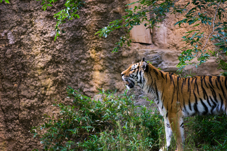 Tiger in woodsの写真素材