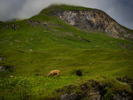 Great views to the peaks of the Austrian Alps, Hohe Tauern national park. Picturesque and beautiful scene. Nice and friendly sheeps everywhere on meadows. Near nice small city Kaprun, Austria, Europe.の写真素材