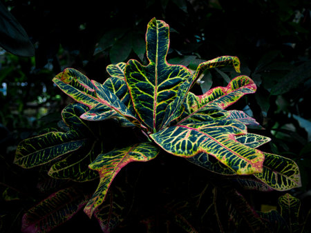 Beautiful colored leaves of unique plants in Botanical garden in Prague, Czech Republic, Europe....
