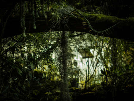 Lost in big exotic jungle greenhouse of Botanical garden in Prague, Czech Republic, Europe.の写真素材