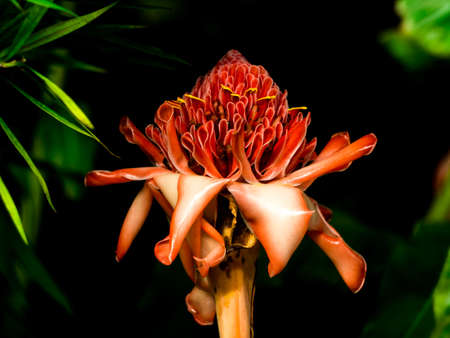 Beautiful colored flower in Botanical garden in Prague, Czech Republic, Europe. Summer vibes slowly move to autumn and flowers change with season.の写真素材