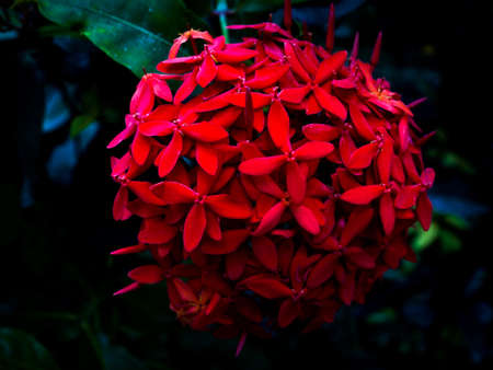 Beautiful colored flower in Botanical garden in Prague, Czech Republic, Europe. Summer vibes slowly move to autumn and flowers change with season.の写真素材