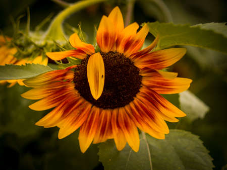 Beautiful colored Sunflower in Botanical garden in Prague, Czech Republic, Europe. Summer vibes slowly move to autumn and flowers change with season.の写真素材