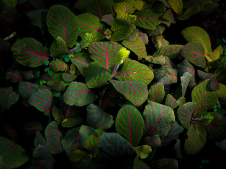 Beautiful colored leaves of unique plants in Botanical garden in Prague, Czech Republic, Europe....
