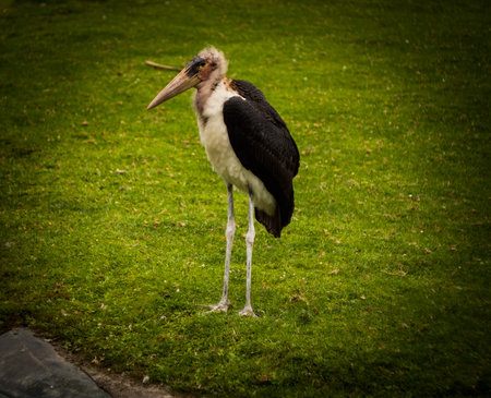 Old and wise Marabou stork .の写真素材