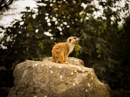 Small and cute mongoose on his watch.の写真素材