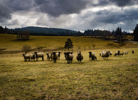 Family of friendly and curious sheep enjoy the first days of spring in green field ahead of stormy clouds.の写真素材
