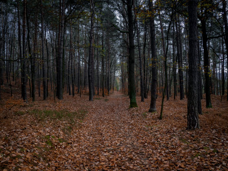 Lonely road into deep and dark forest. Mystical atmosphere in this beautiful nature temple in Czech...