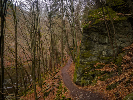 On the footpath in the middle of the magic deep forest.の写真素材