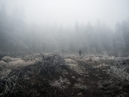 Spooky and gloomy forest during winter, covered with fog and white snow. Amazing and dramatic atmosphere.の写真素材