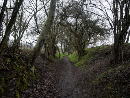 Beautiful forest and totally silent without people. Great mood from wonderful hike.の写真素材