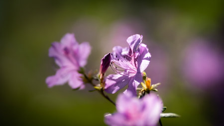 Beautifully colored Rhododendron in Botanical garden in Prague, Czech Republic, Europe. Spring vibes are finally here and nature is full of beautiful flowers, colors and scents.の写真素材