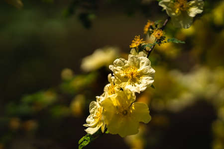 Beautifully colored yellow rose in Botanical garden in Prague, Czech Republic, Europe. Spring vibes are finally here and nature is full of beautiful flowers, colors and scents.の写真素材