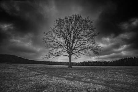 Huge tree standing alone on the field during the coming storm.の写真素材