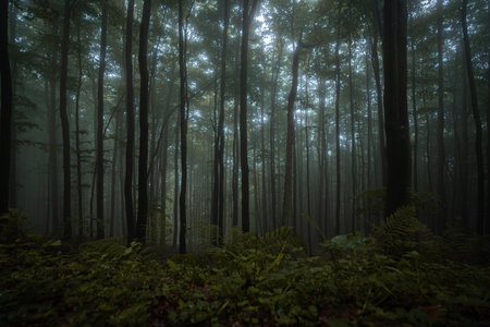Gloomy and dark forest during a foggy morning with the best mystical atmosphere in the east of Bohemia.の写真素材