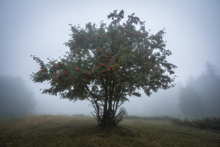Tree standing alone on the field during the mystical foggy morning.の写真素材