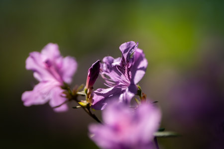 Beautifully colored Rhododendron in Botanical garden in Prague, Czech Republic, Europe. Spring vibes are finally here and nature is full of beautiful flowers, colors and scents.の写真素材
