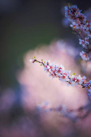 Beautifully colored trees in full bloom on spring in Prague, Czech Republic, Europe. Spring vibes are finally here and nature is full of beautiful flowers, colors and scents.の写真素材