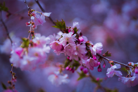 Beautifully colored trees in full bloom on spring in Prague, Czech Republic, Europe. Spring vibes are finally here and nature is full of beautiful flowers, colors and scents.の写真素材