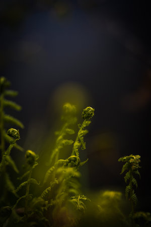Detail of beautiful small fern near lake in central Bohemia, Czech Republic.の写真素材