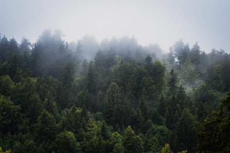 Foggy mountains and forest landscape during the atmospheric sunrise with the best mystical...