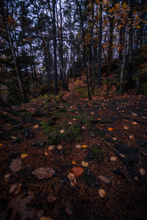 Gloomy and dark forest road during autumnal day with the best mystical atmosphere of fallen gold leaves in the north of Bohemia.の写真素材