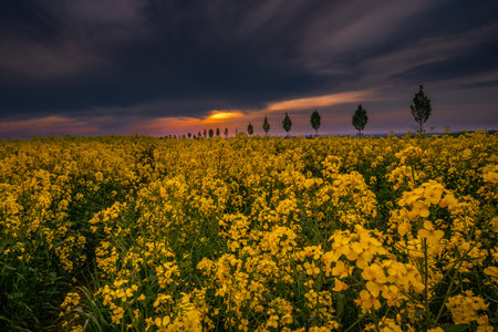 Fantastic sunset view in the field full of golden flowers in central Bohemia. Sky colors paint hypnotic and romantic scenery out of this world.の写真素材