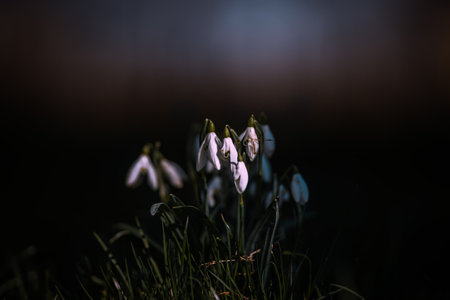 Beautiful and tiny snowdrop flower as a messenger of spring in Prague, Czech Republic, Europe. Spring vibes full of beautiful flowers, colors and scents.の写真素材