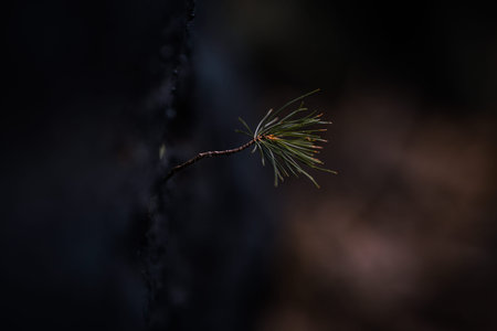Close look at the magical forest early morning with fantasy mood and fresh breeze in the north of...